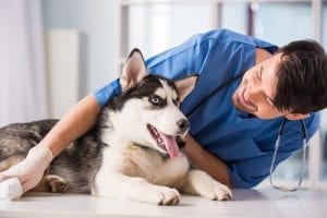 Husky dog with a male veterinarian